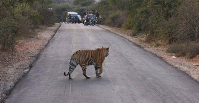 Sariska National Park