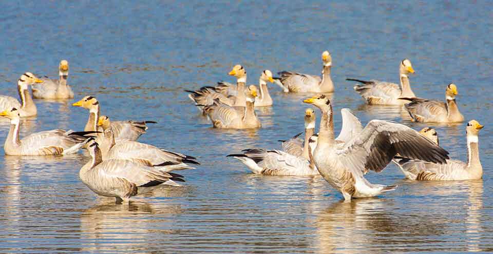 sariska-tiger-reserve