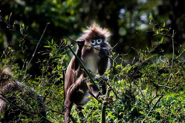 sepahijala-widlife-sanctuary