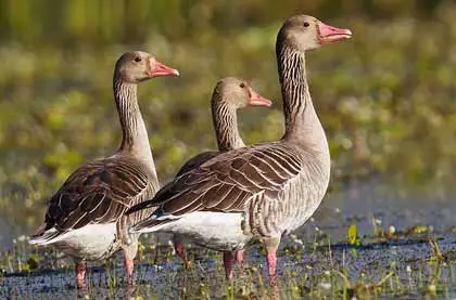 Sorsan Wildlife Sanctuary Baran