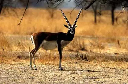 Tal Chhapar Sanctuary, Shekhawati