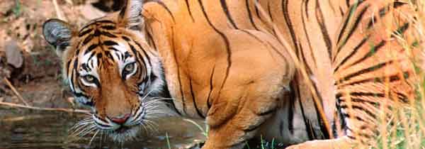 Rajasthan Tour code 33 Jaipur Ranthambore Tour