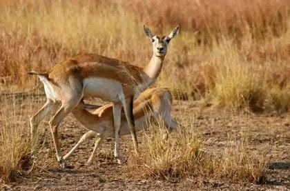 Todgarh Raoli Wildlife Sanctuary