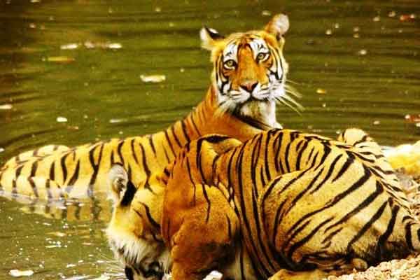 Rajasthan Wildlife Tour