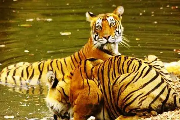 Rajasthan Tour in November