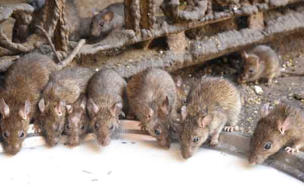 Tour code 19 Udaipur Jodhpur Jaisalmer Tour