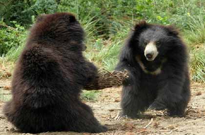 Wildlife SOS